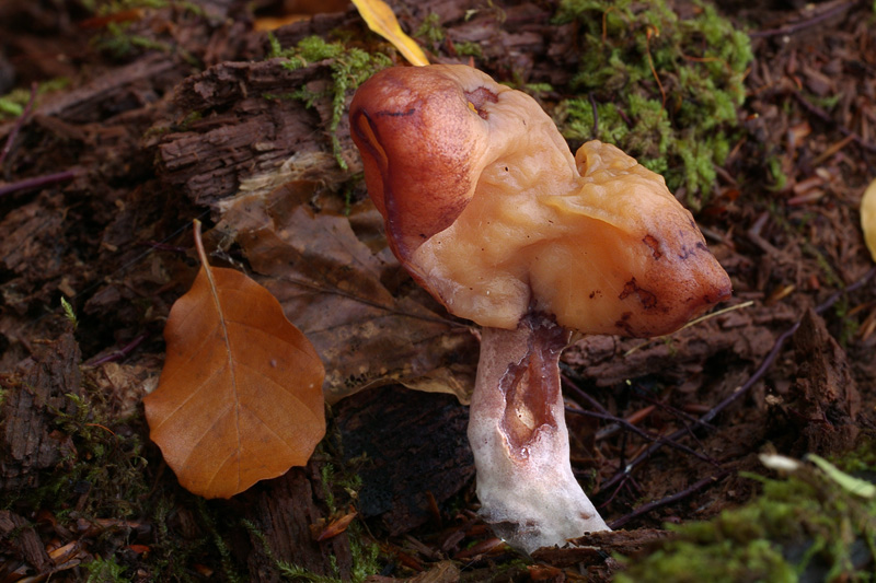 gyromitra infula